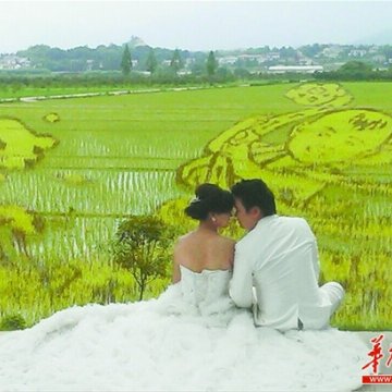 湖南农民用48亩彩稻种出“中国福娃”画(图)